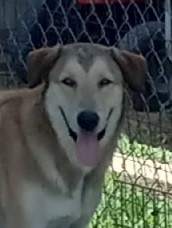 Willie, a Adoptable mixed breed in Seguin, TX image 2/3