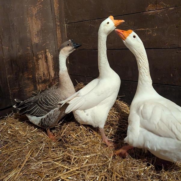 Enlarge Tui, Tamatoa, and Sina, a ADOPTABLE Goose in Cooperstown, NY image 1/3