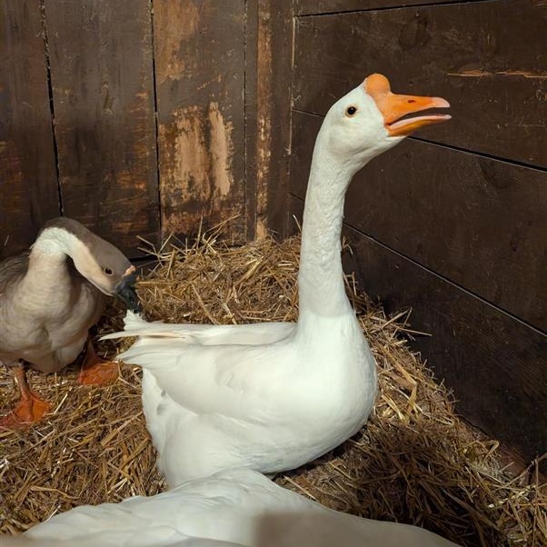 Enlarge Tui, Tamatoa, and Sina, a ADOPTABLE Goose in Cooperstown, NY image 2/3