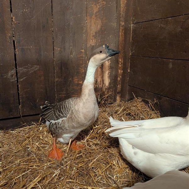 Enlarge Tui, Tamatoa, and Sina, a ADOPTABLE Goose in Cooperstown, NY image 3/3