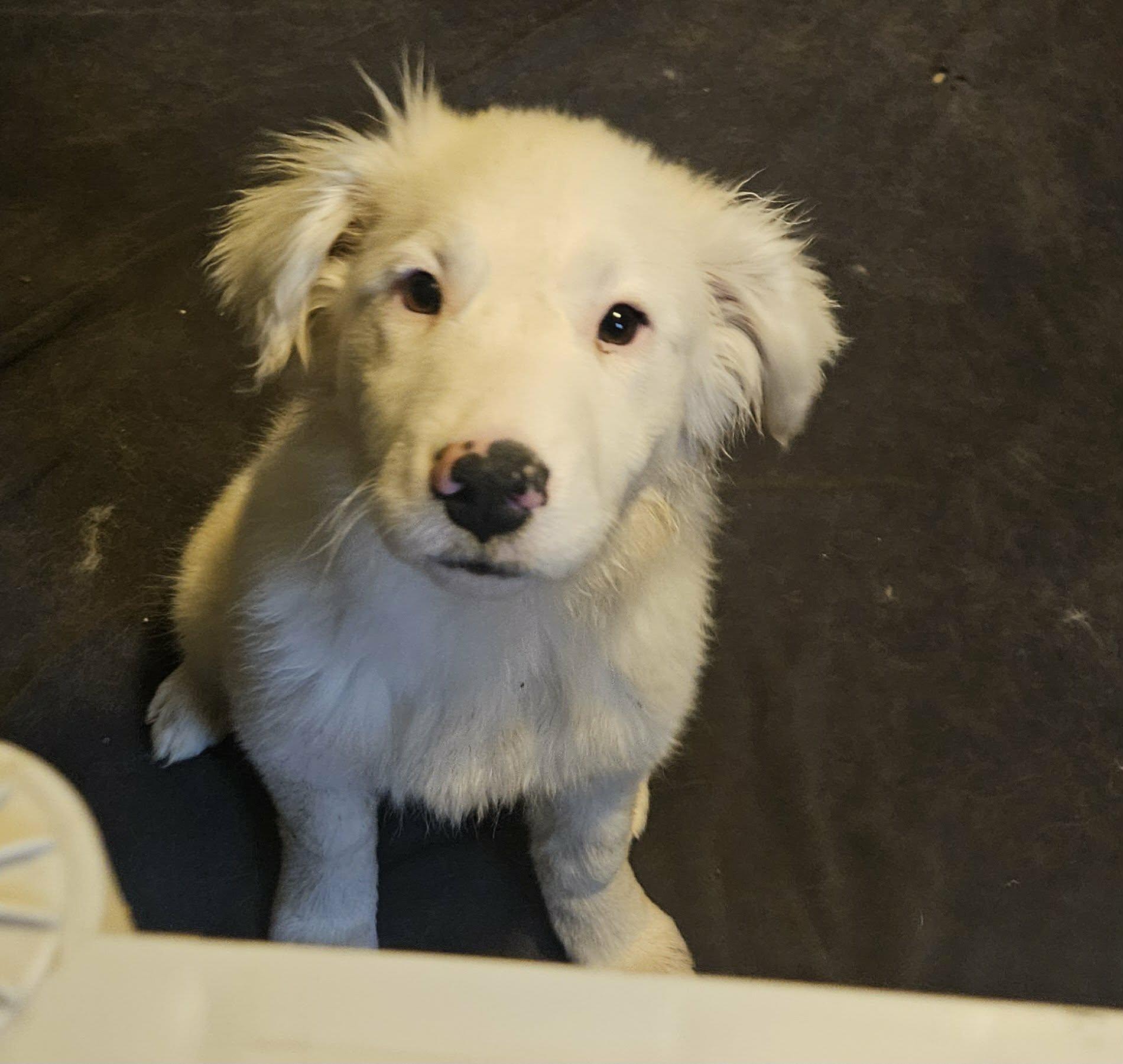 Enlarge Baby Ruth, a ADOPTABLE mixed breed in Hindsboro, IL image 1/1