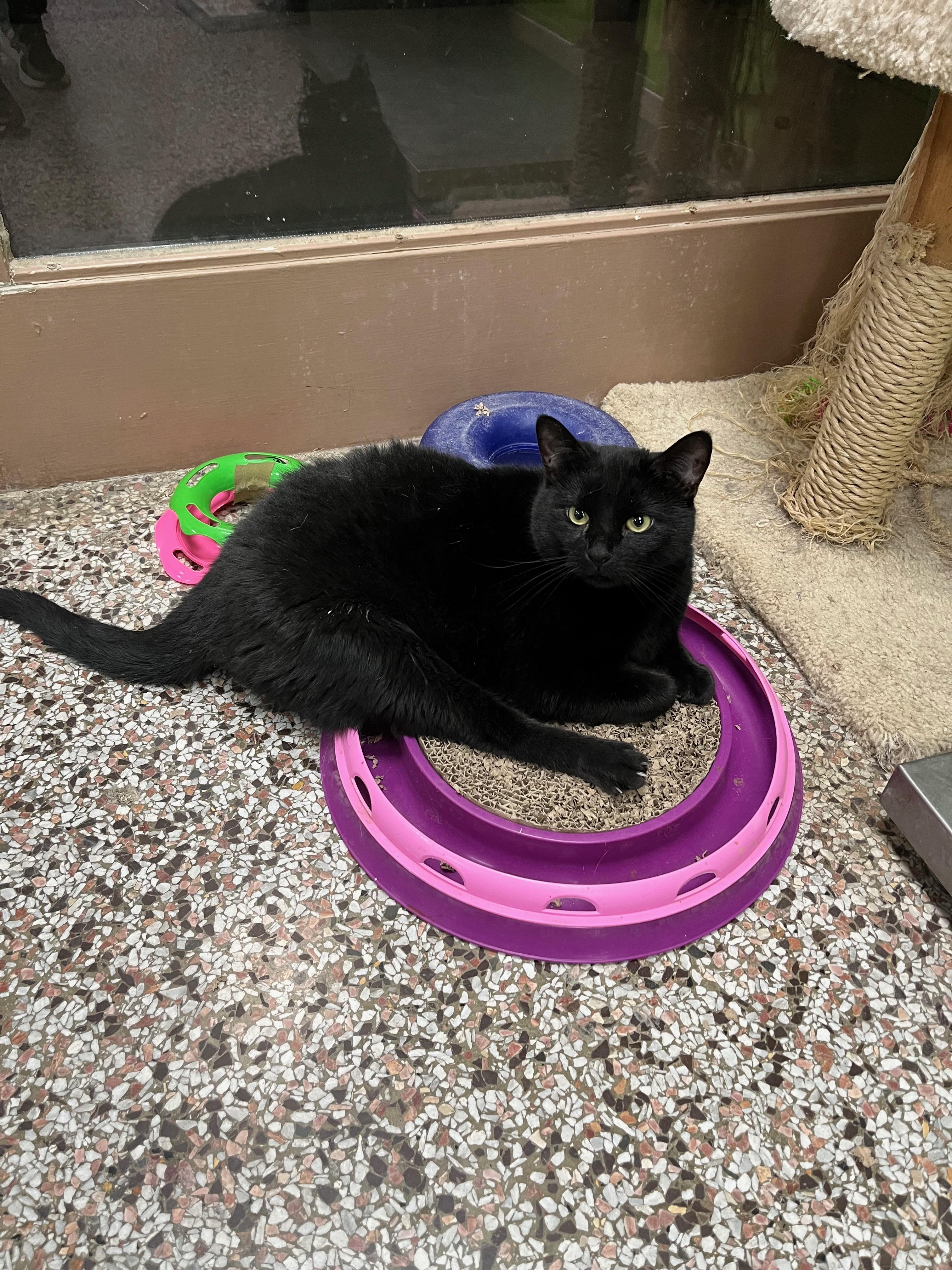 Enlarge Walker, a Adoptable Domestic Short Hair in Richmond, KY image 5/6