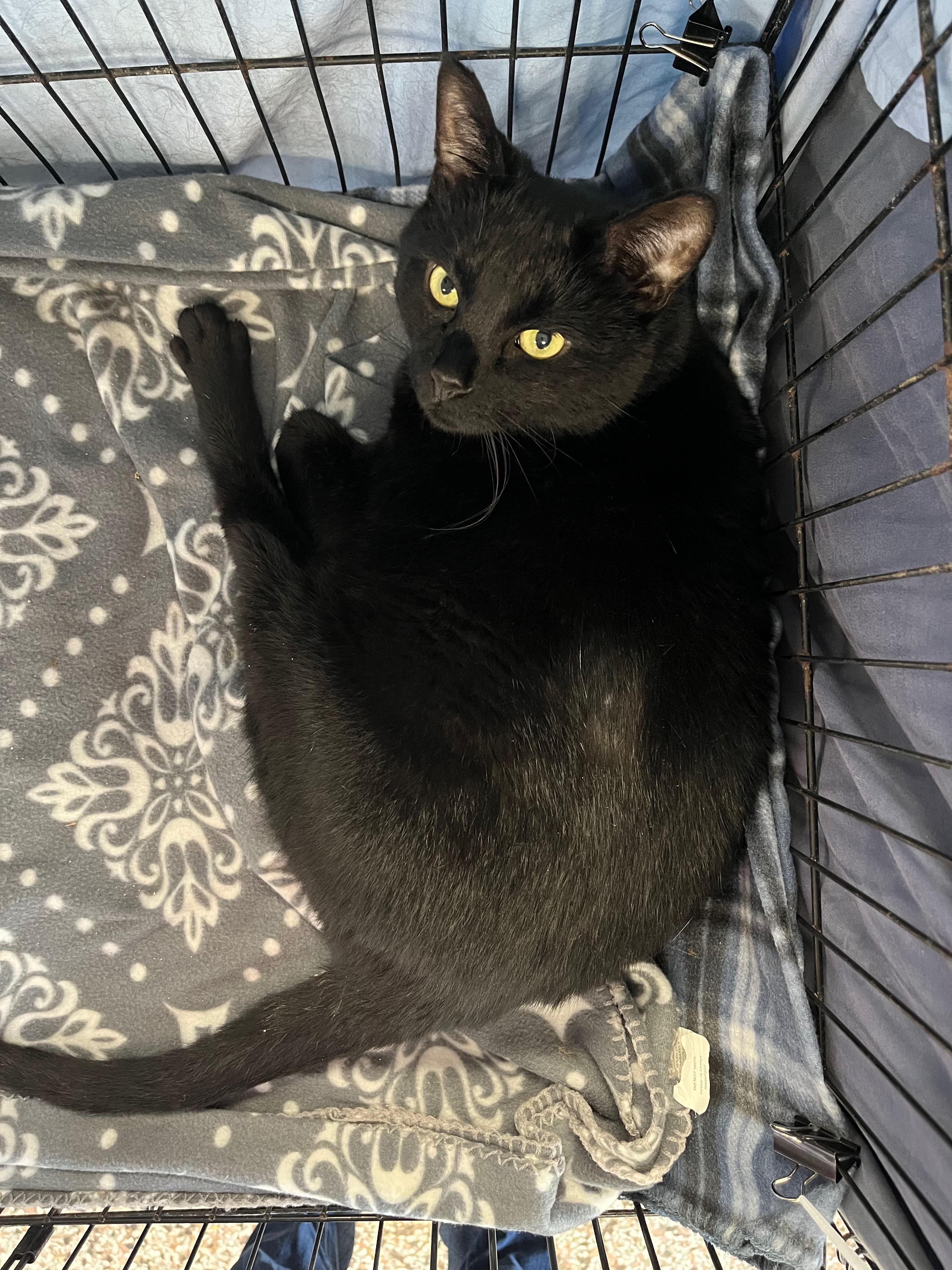 Walker, Adoptable, Adult Male Domestic Short Hair.