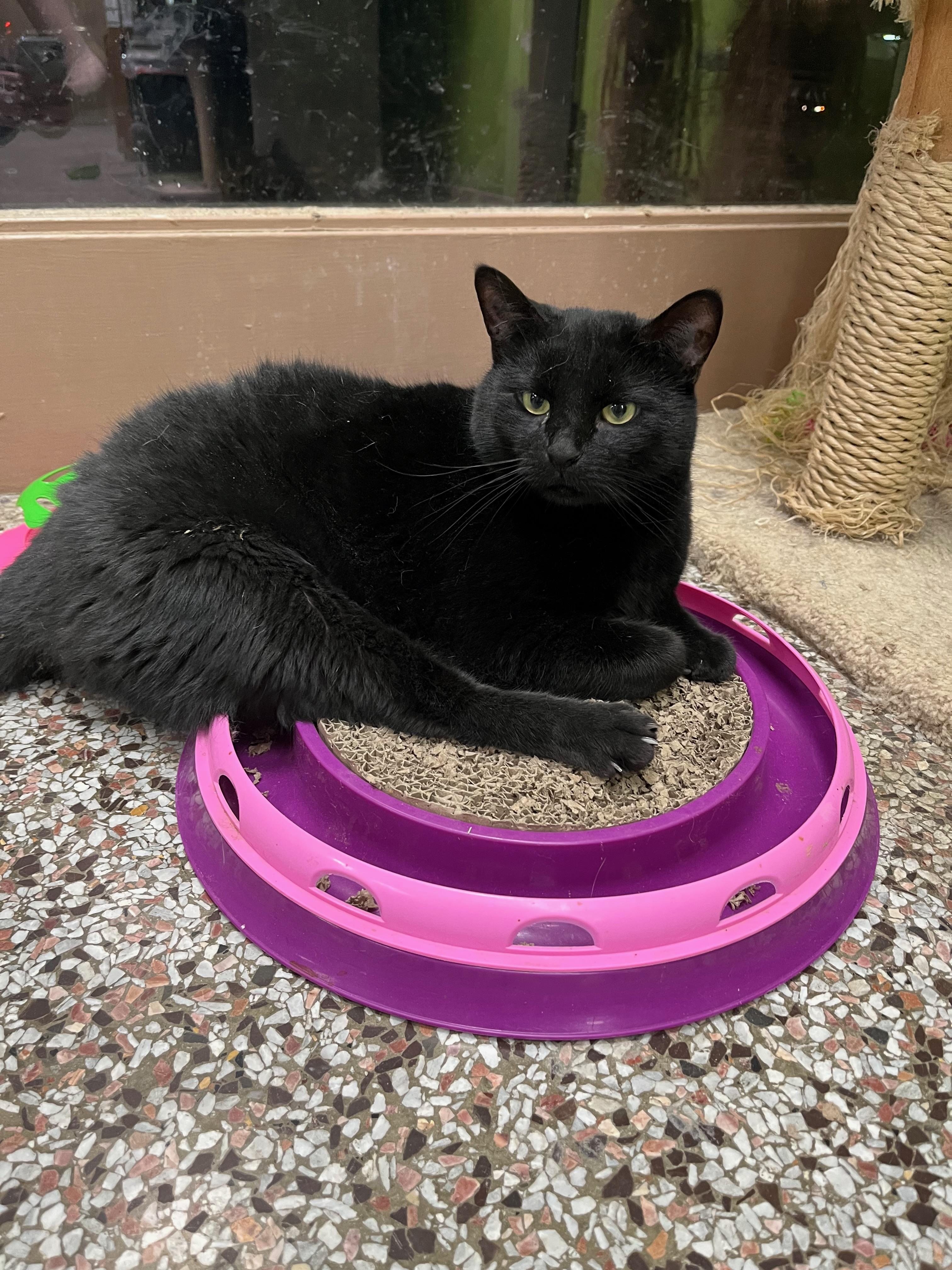 Enlarge Walker, a Adoptable Domestic Short Hair in Richmond, KY image 4/6