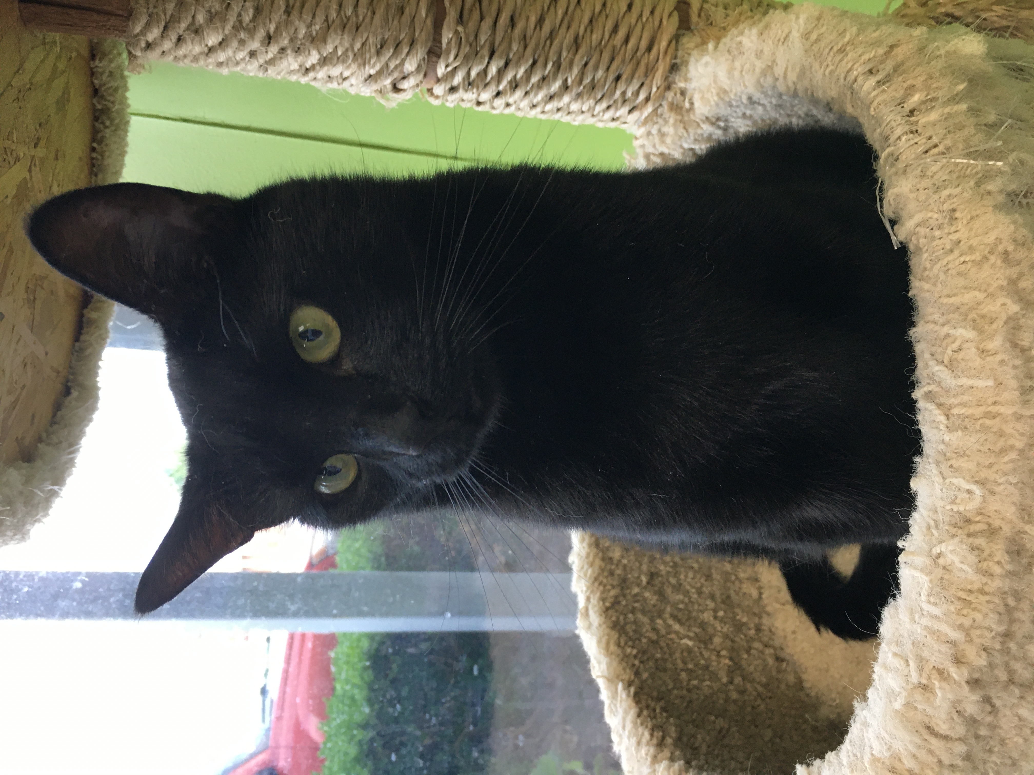 Enlarge Walker, a Adoptable Domestic Short Hair in Richmond, KY image 2/6
