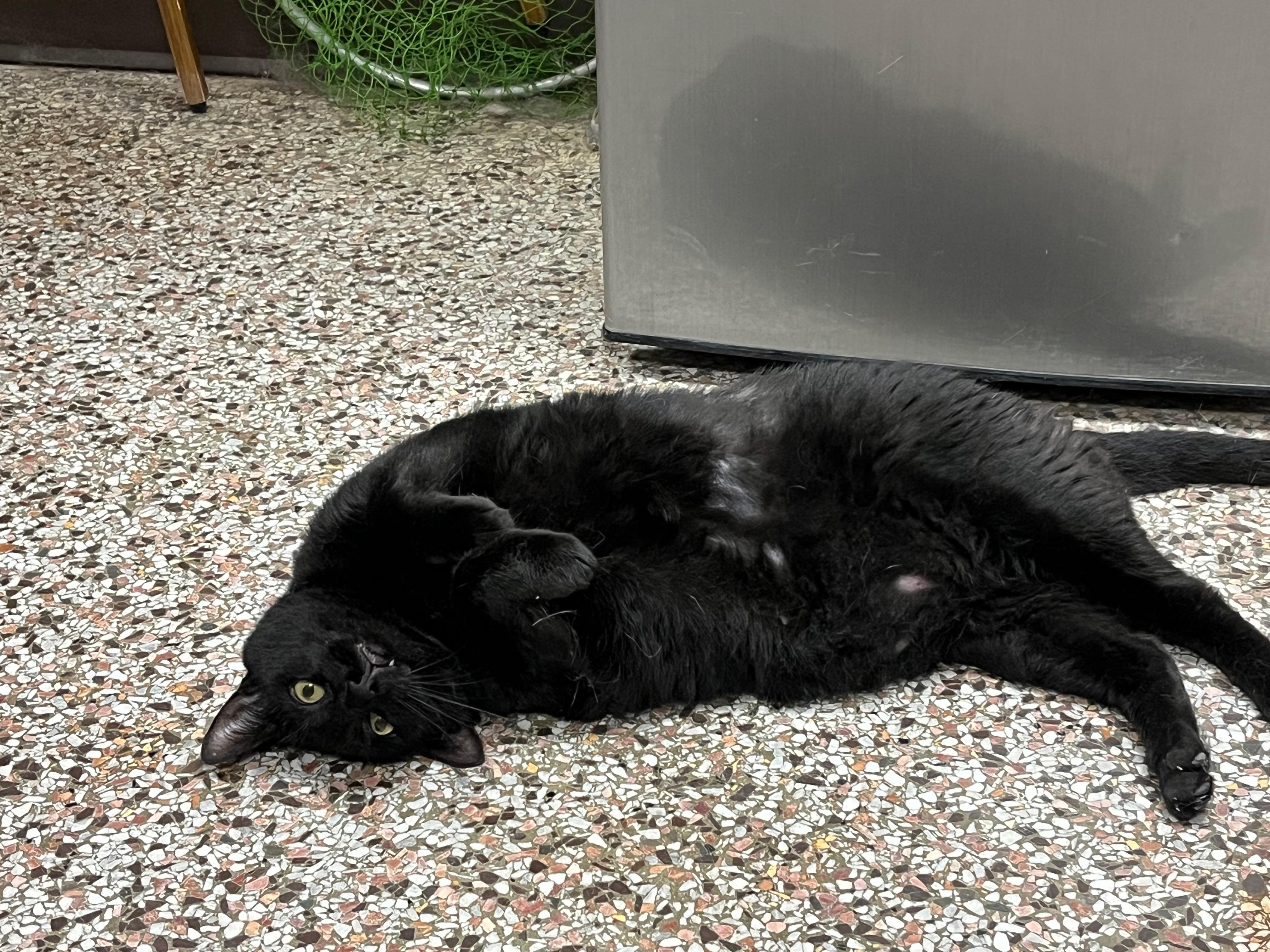 Enlarge Walker, a Adoptable Domestic Short Hair in Richmond, KY image 6/6