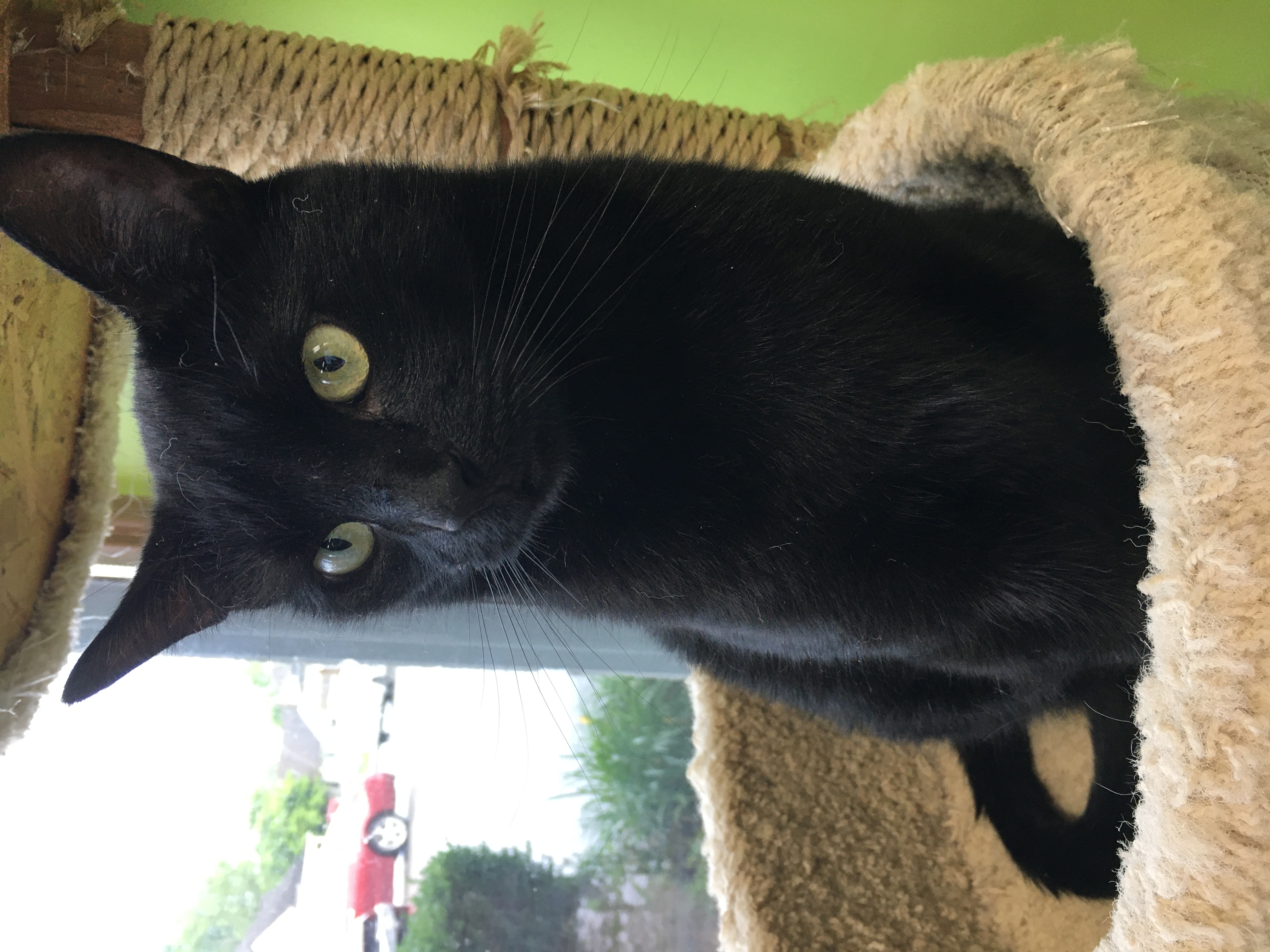 Enlarge Walker, a Adoptable Domestic Short Hair in Richmond, KY image 3/6