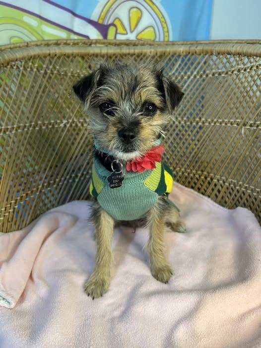 Poppy (ADOPTION PENDING), Adopted, Puppy Female Yorkshire Terrier & Shih Tzu.