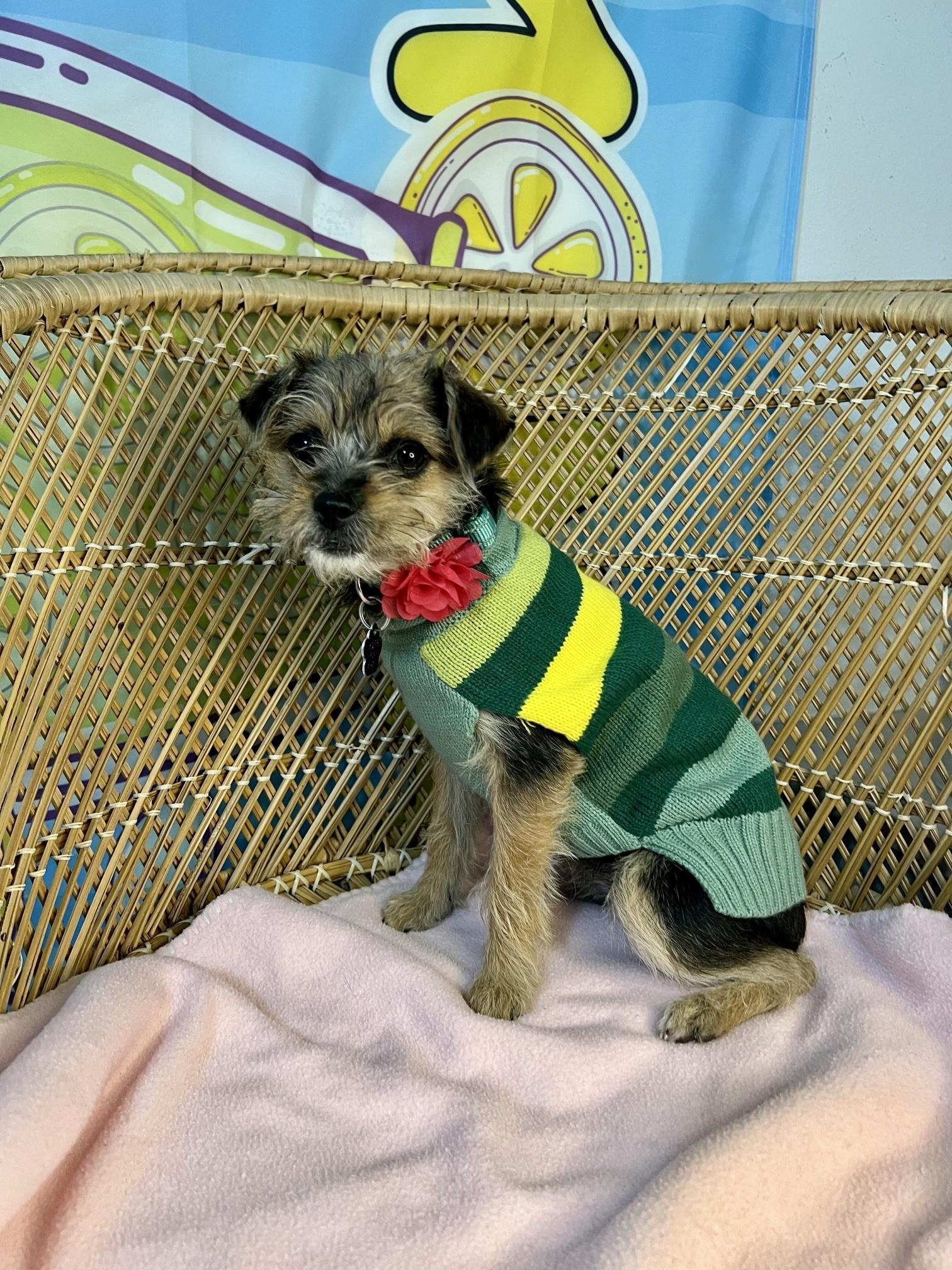 Enlarge Poppy (ADOPTION PENDING), a Adopted mixed breed in Yakima, WA image 4/4