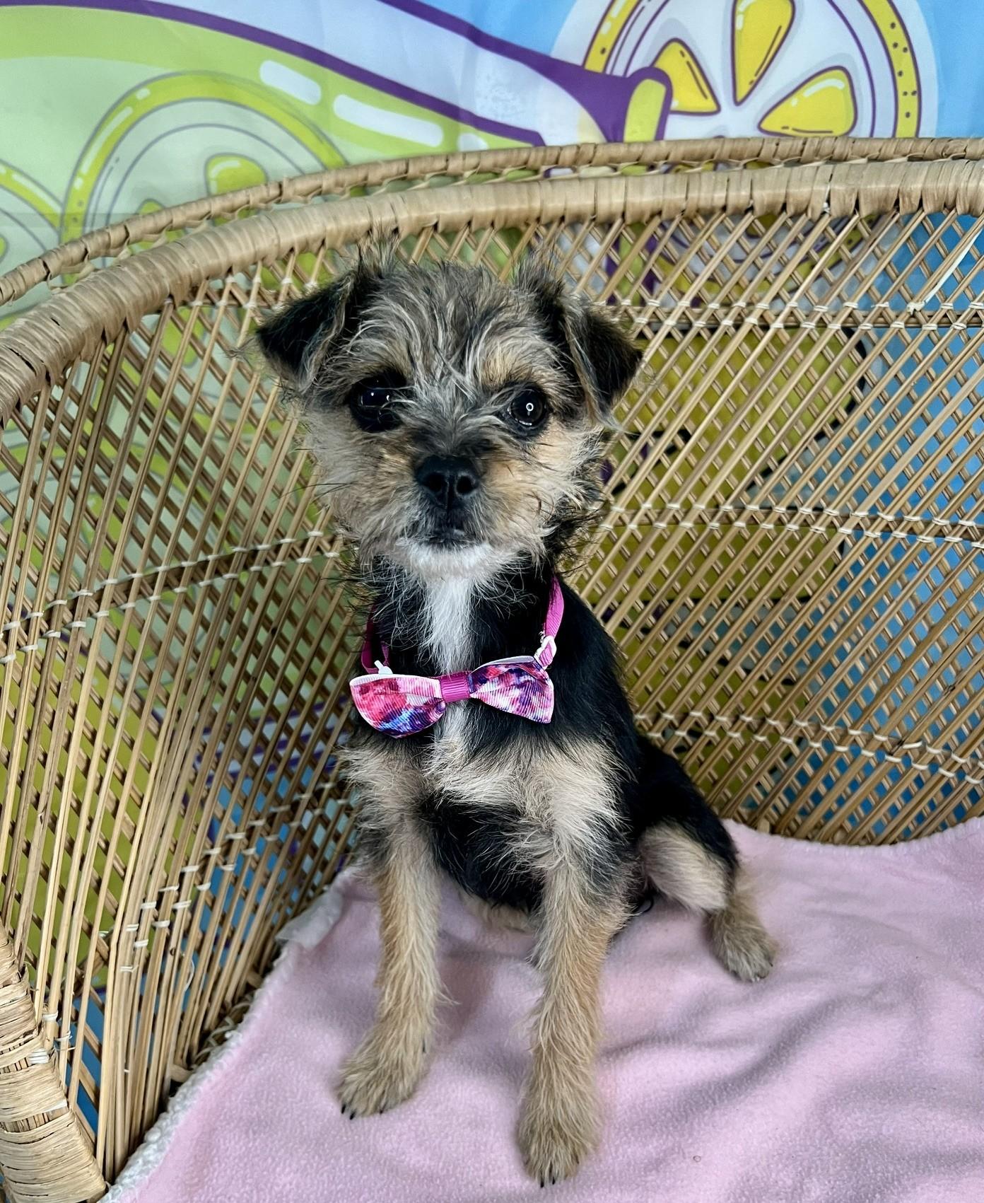 Enlarge Poppy (ADOPTION PENDING), a Adopted mixed breed in Yakima, WA image 3/4