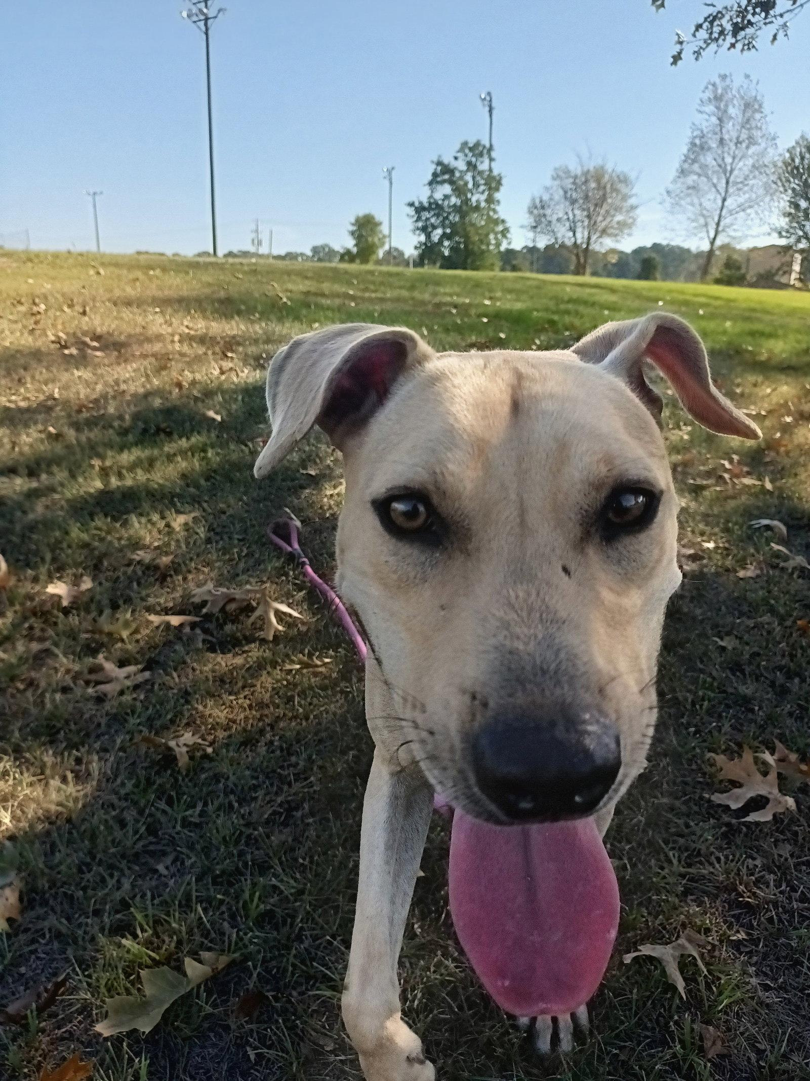 Parker, Adoptable, Young Male Black Mouth Cur & Labrador Retriever.