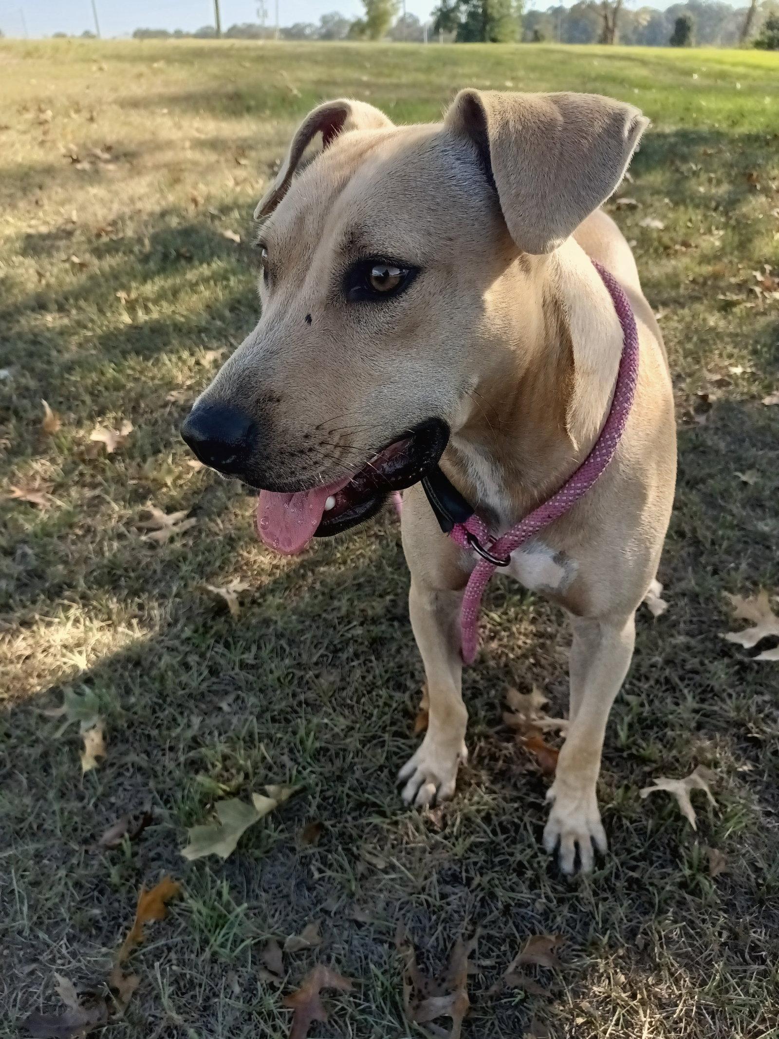 Enlarge Parker, a Adoptable mixed breed in Monticello, MS image 2/3