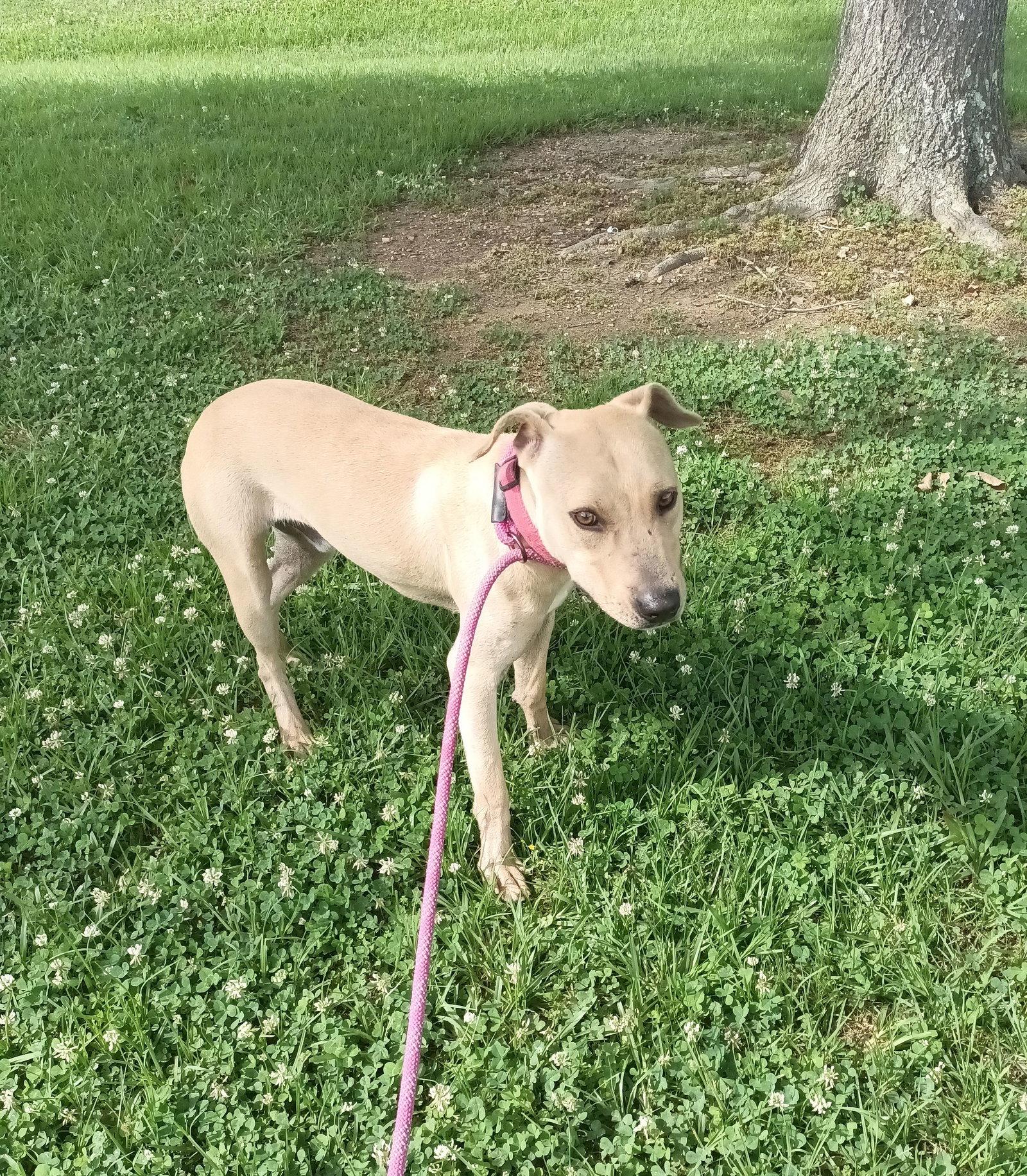 Parker, Adoptable, Young Male Black Mouth Cur & Labrador Retriever.