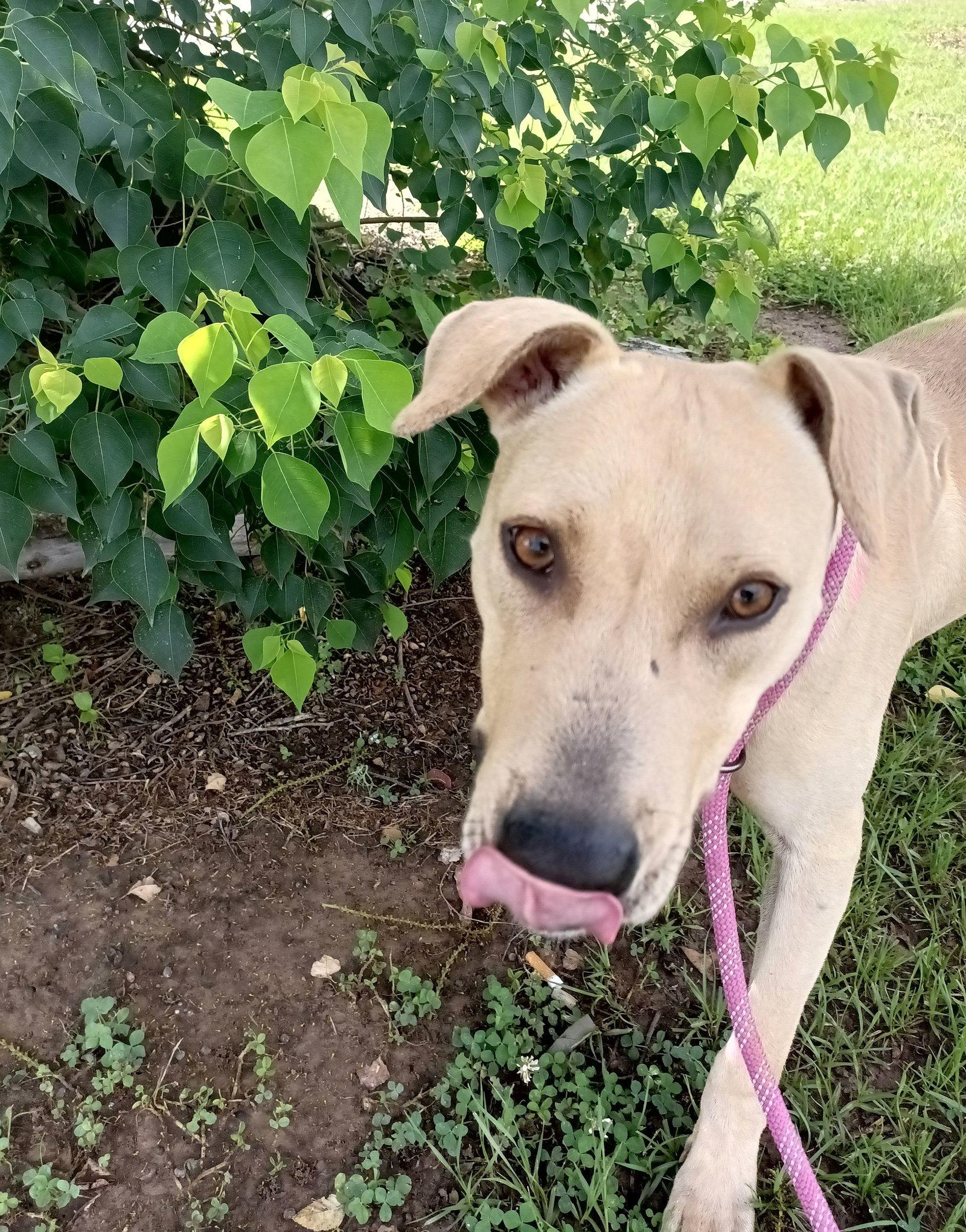 Enlarge Parker, a Adoptable mixed breed in Monticello, MS image 2/3