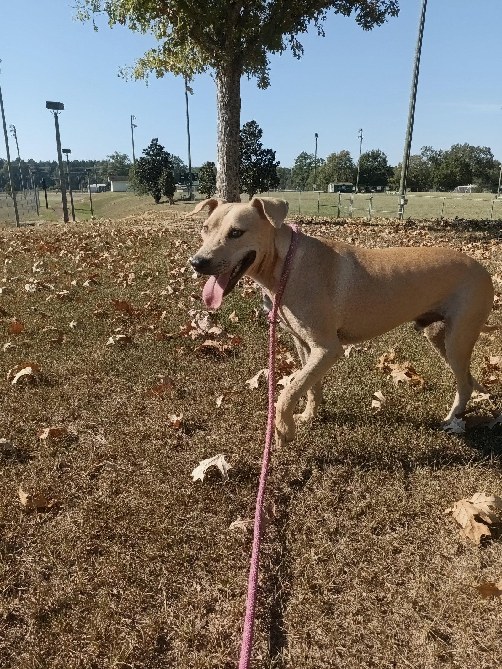 Enlarge Parker, a Adoptable mixed breed in Monticello, MS image 3/3
