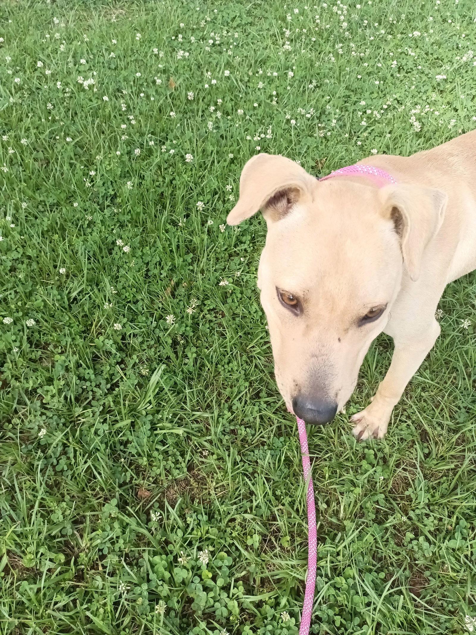Enlarge Parker, a Adoptable mixed breed in Monticello, MS image 3/3