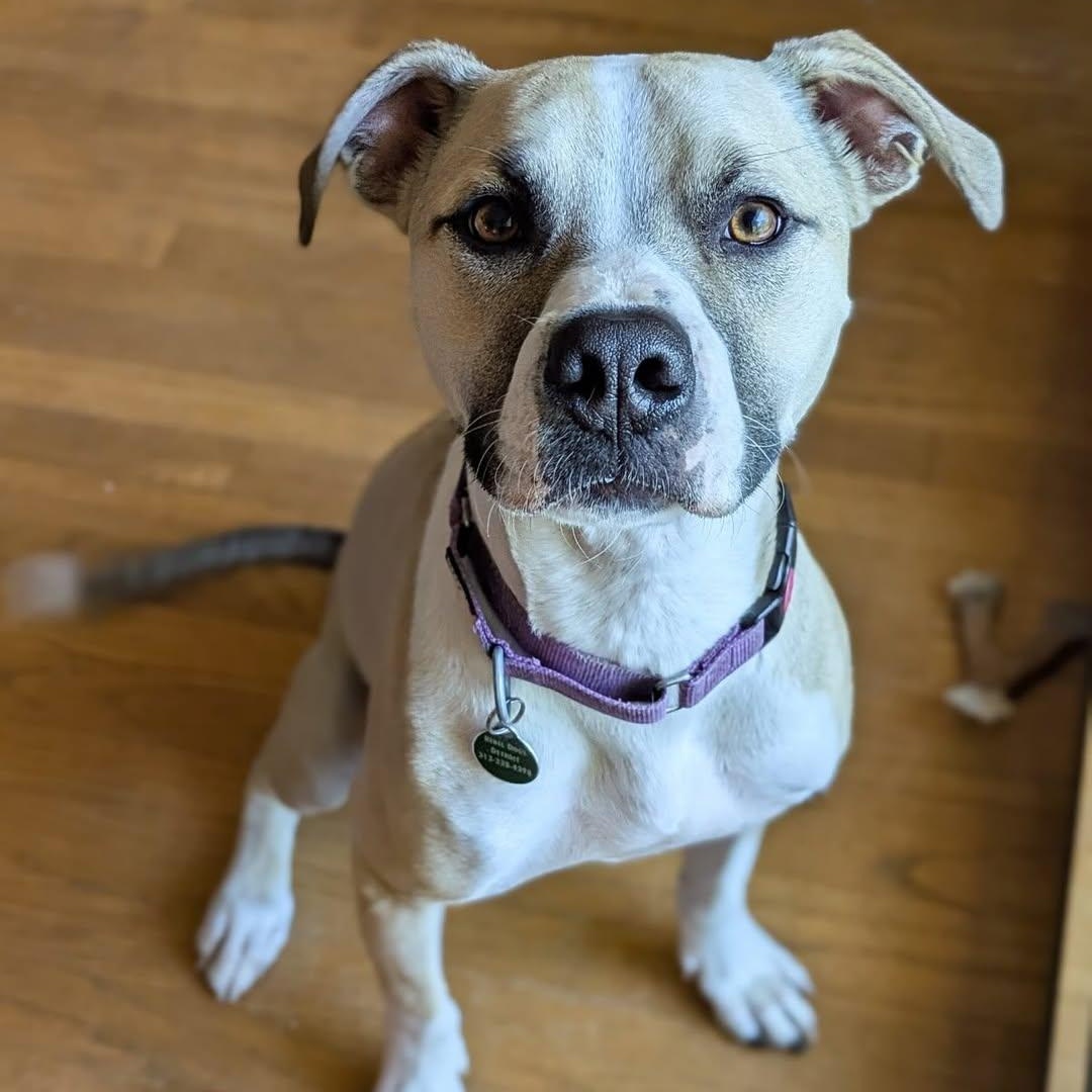 Baby, Adoptable, Young Male Pit Bull Terrier & Shepherd.