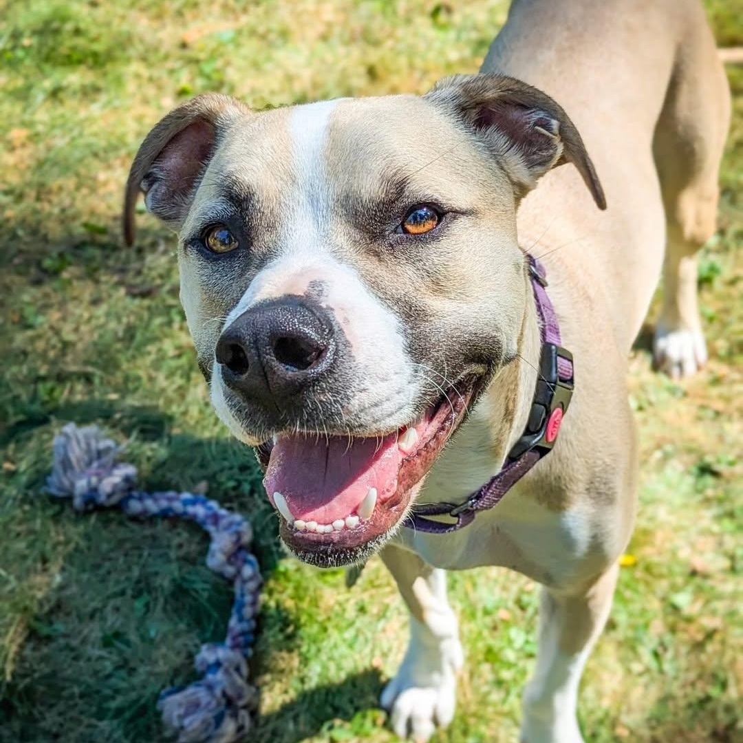 Enlarge Baby, a Adoptable mixed breed in Detroit, MI image 4/6