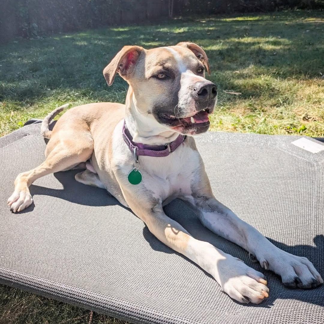 Enlarge Baby, a Adoptable mixed breed in Detroit, MI image 6/6