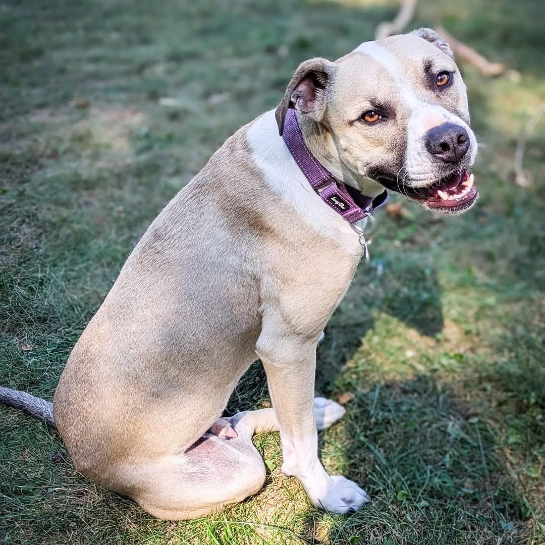 Enlarge Baby, a Adoptable mixed breed in Detroit, MI image 2/6