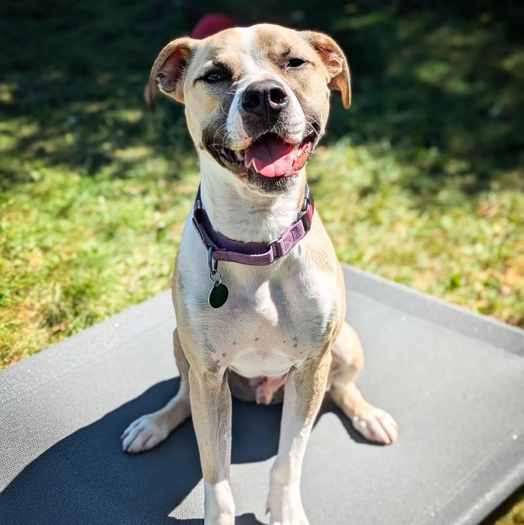 Enlarge Baby, a Adoptable mixed breed in Detroit, MI image 1/6