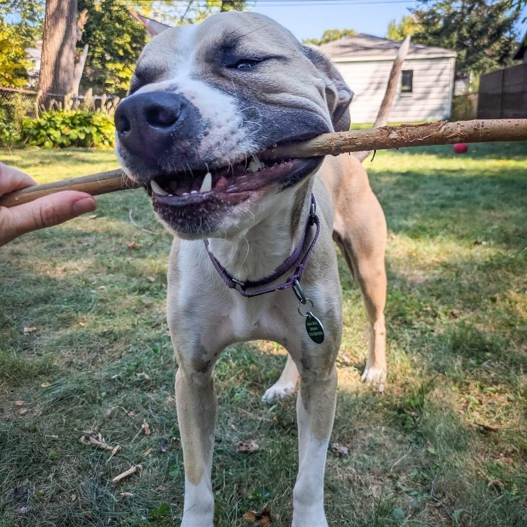 Enlarge Baby, a Adoptable mixed breed in Detroit, MI image 5/6
