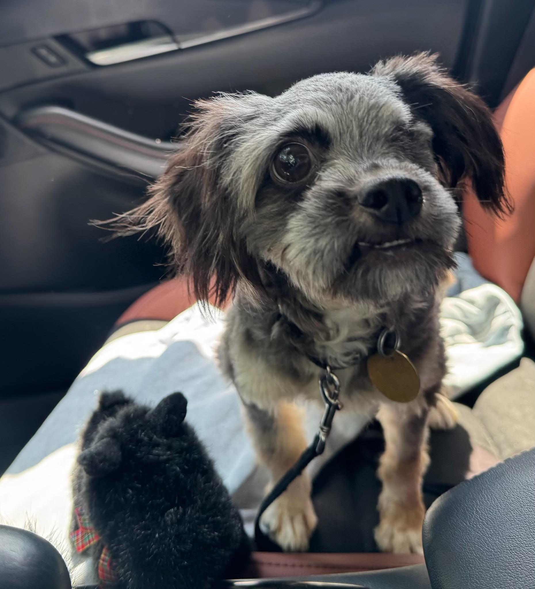 Felicity, a ADOPTABLE mixed breed in Oak Ridge, NJ image 1/5