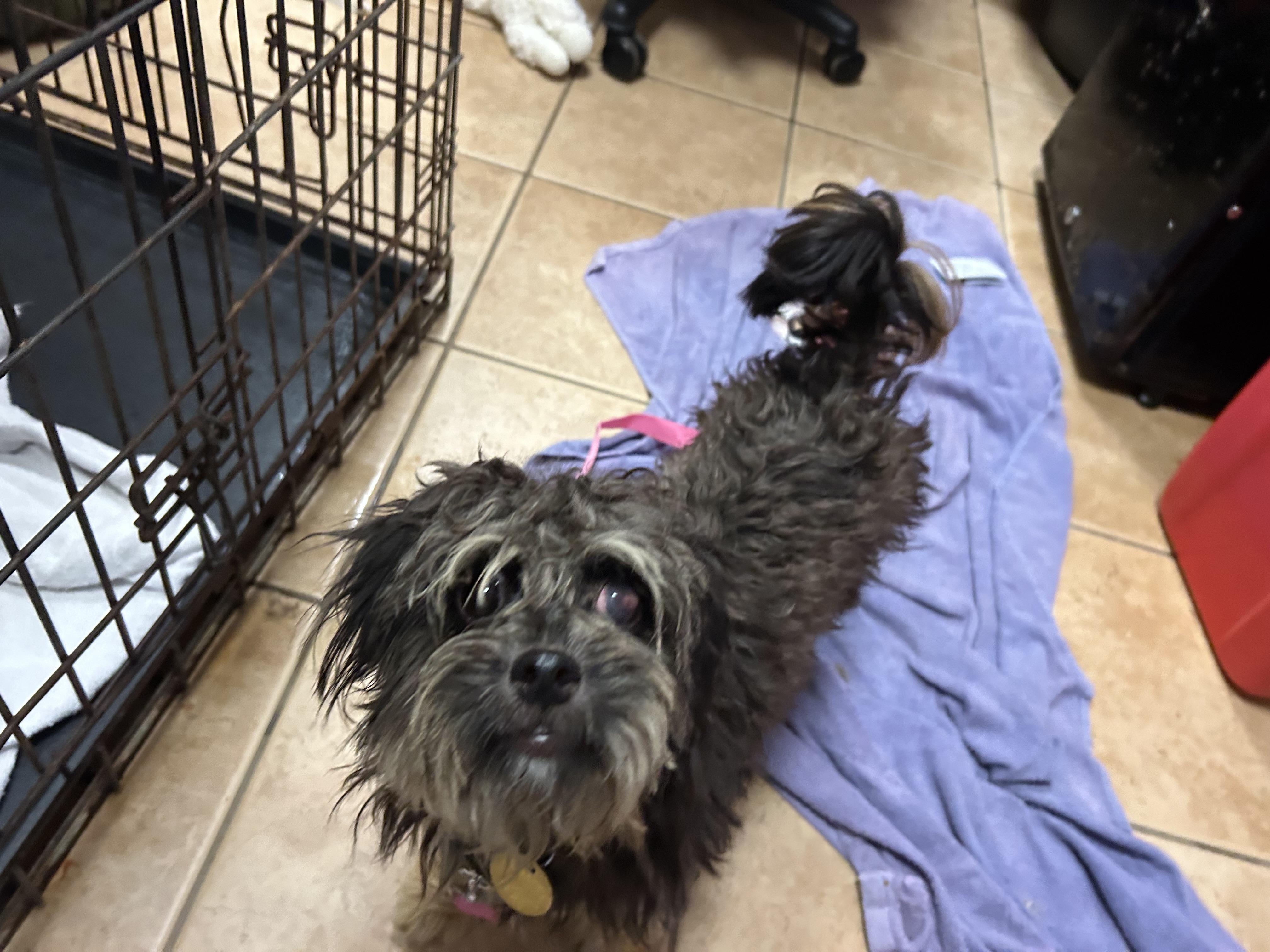 Felicity, a ADOPTABLE mixed breed in Oak Ridge, NJ image 3/5