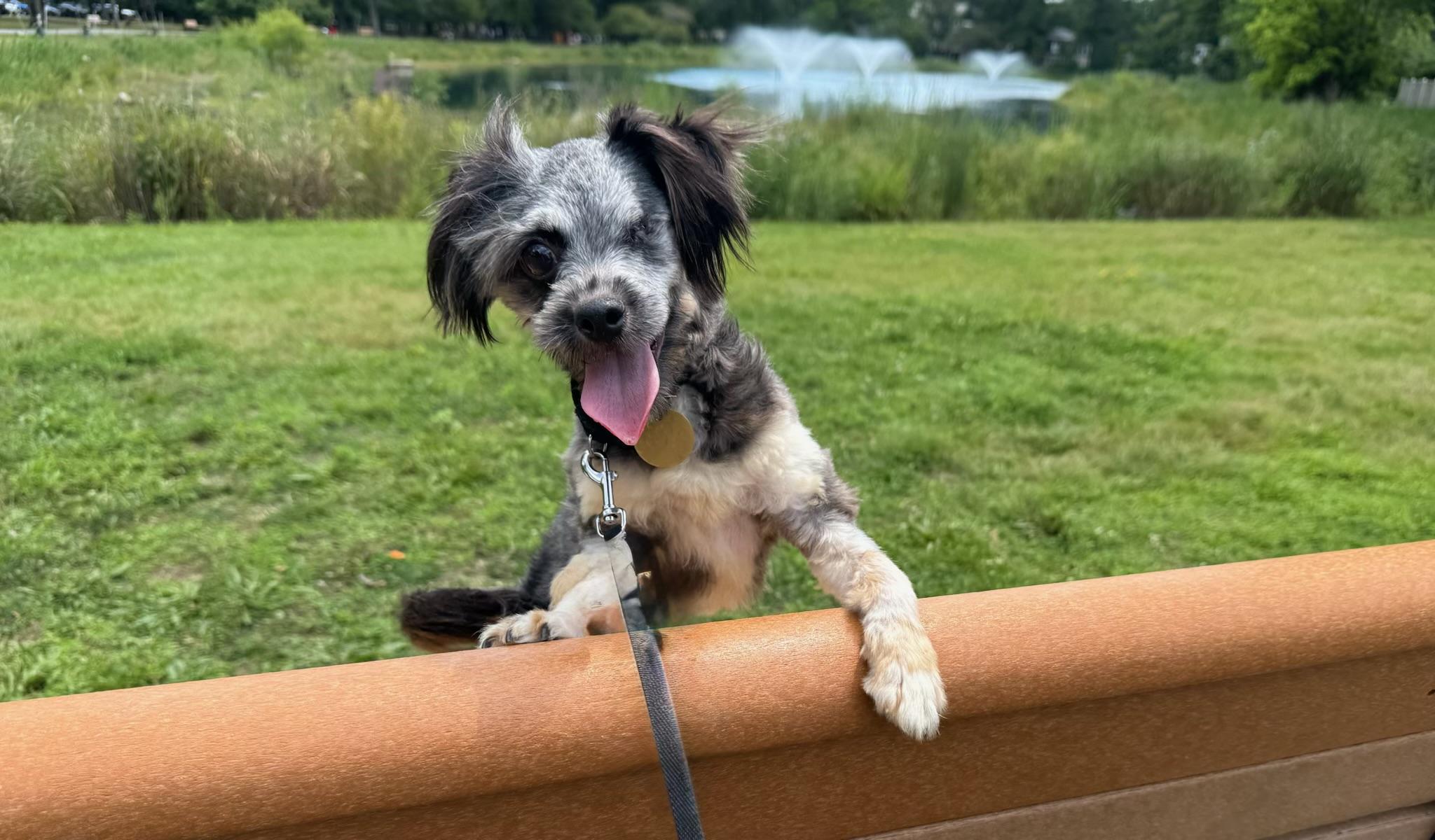 Felicity, a ADOPTABLE mixed breed in Oak Ridge, NJ image 5/5