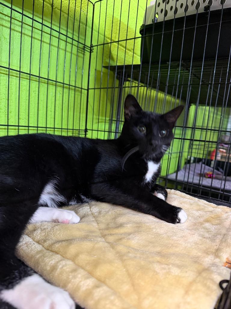 Bones, Adoptable, Adult Female Domestic Short Hair.