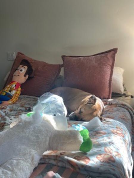 Mija, Adoptable, Adult Female Boxer.