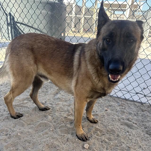 Enlarge JONES, a Adoptable German Shepherd Dog in Thousand Palms, CA image 1/1