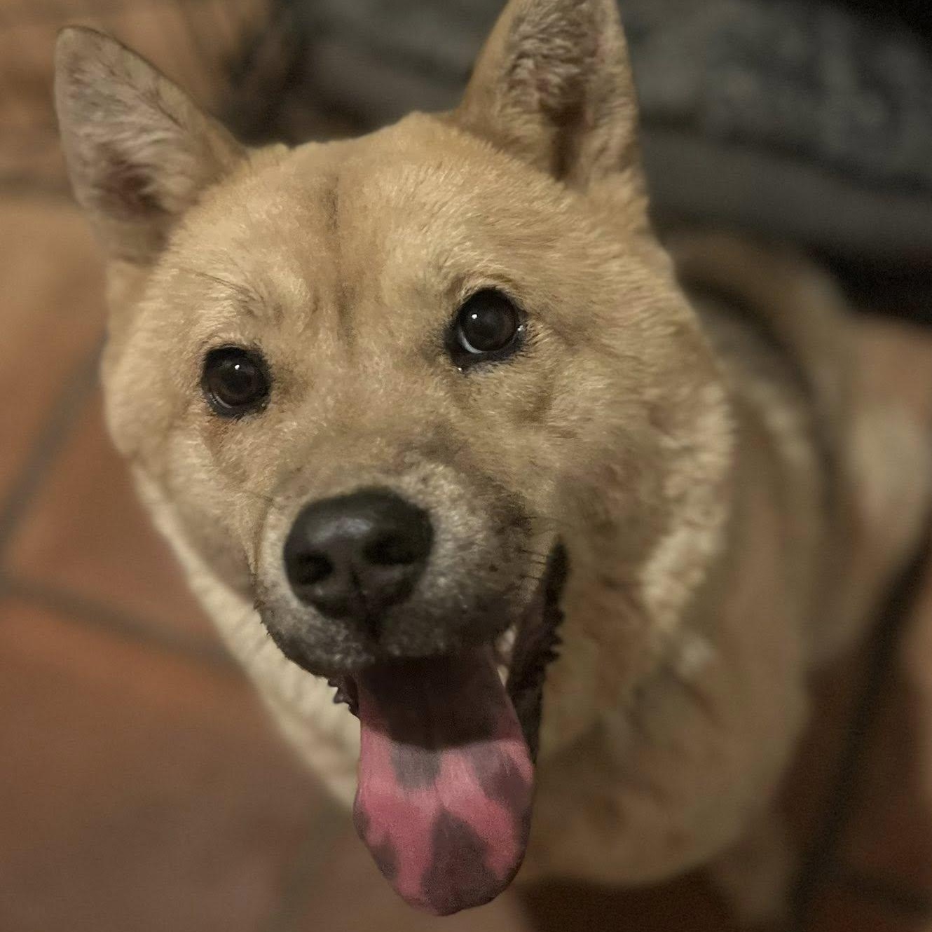 Roxi, an adopted mixed breed in Georgetown, TX image 2/6