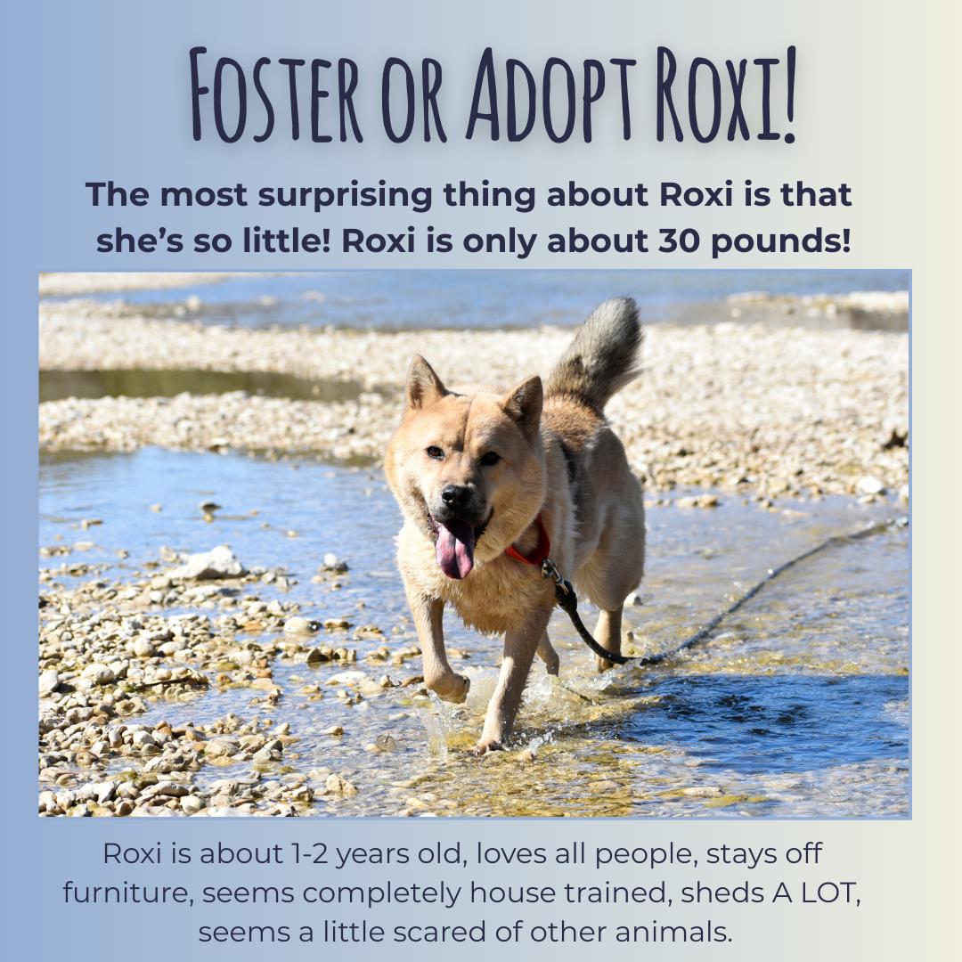 Roxi, adopted, Young Female Shiba Inu & Mixed Breed.