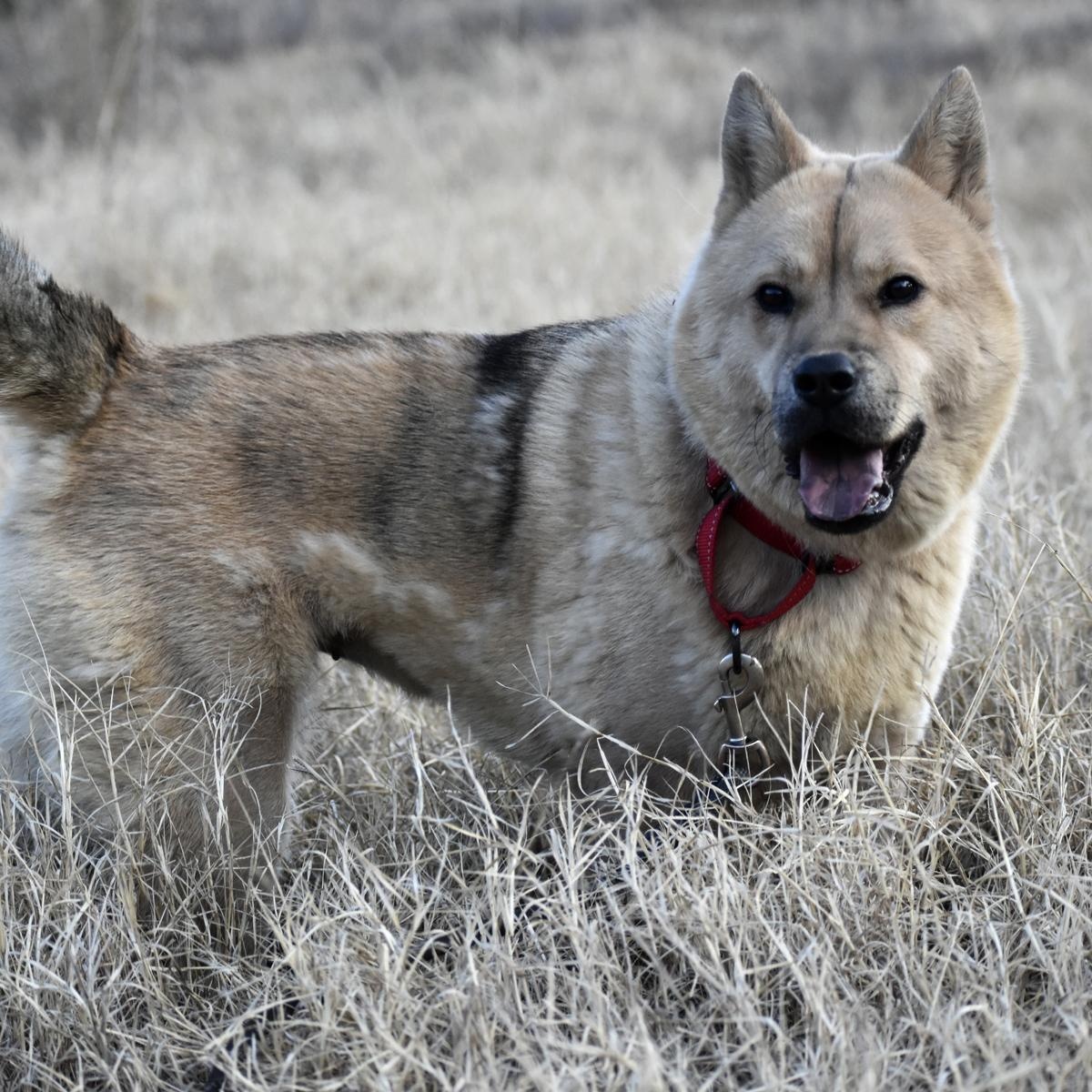 Roxi, an adopted mixed breed in Georgetown, TX image 6/6