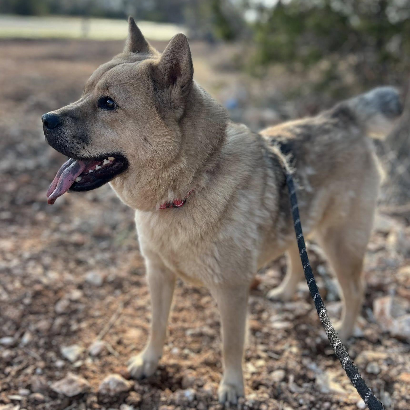 Roxi, an adopted mixed breed in Georgetown, TX image 3/6