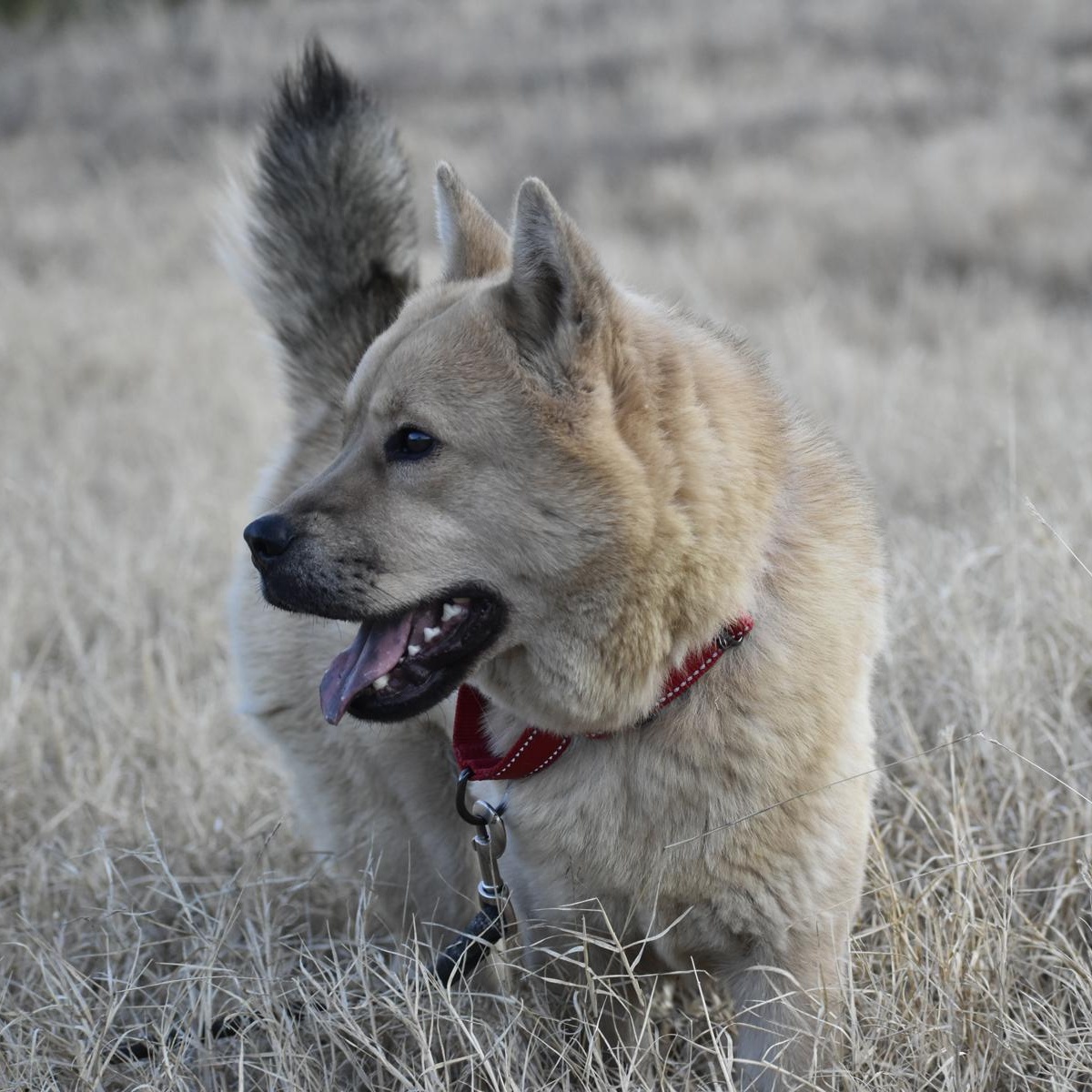 Roxi, an adopted mixed breed in Georgetown, TX image 5/6