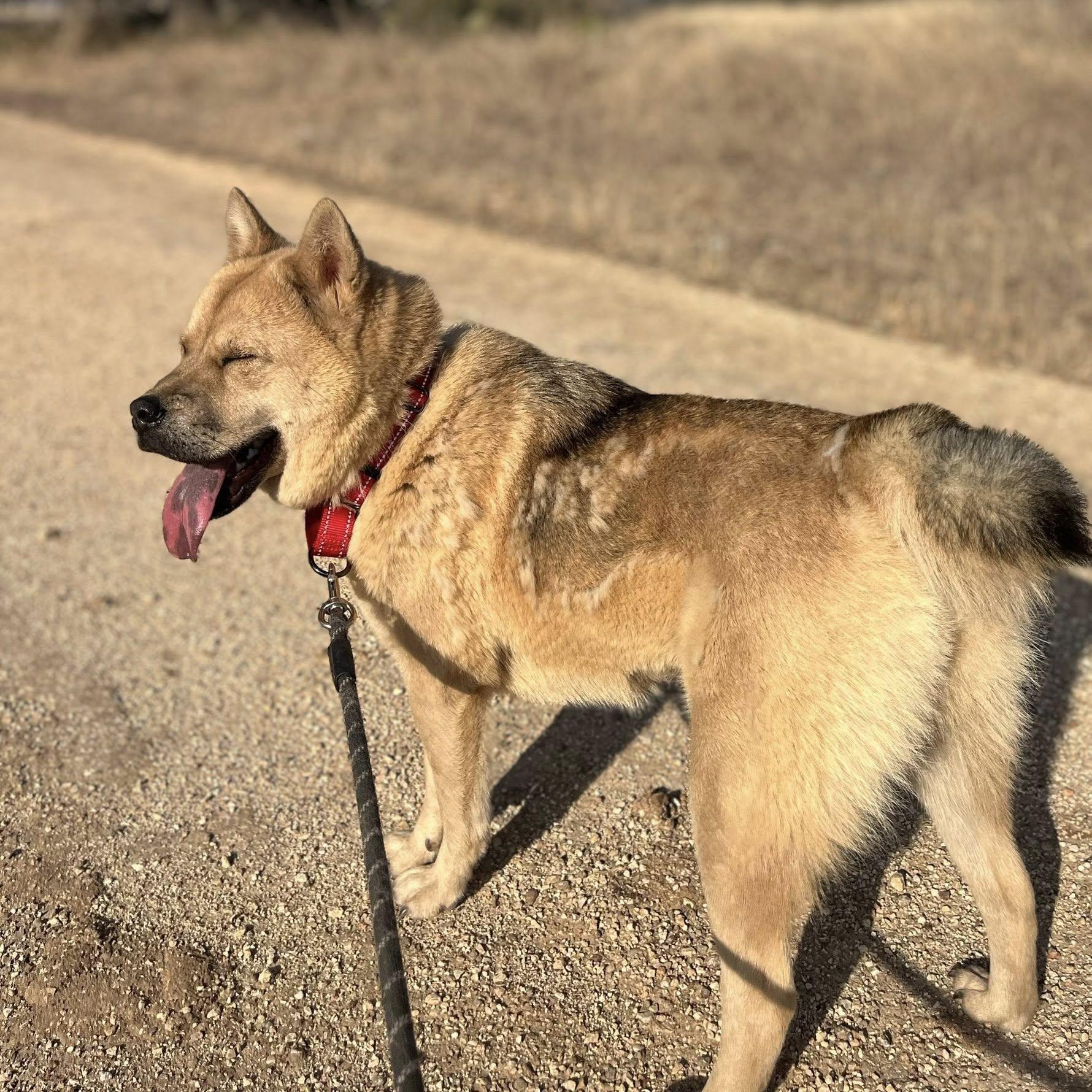 Roxi, an adopted mixed breed in Georgetown, TX image 4/6