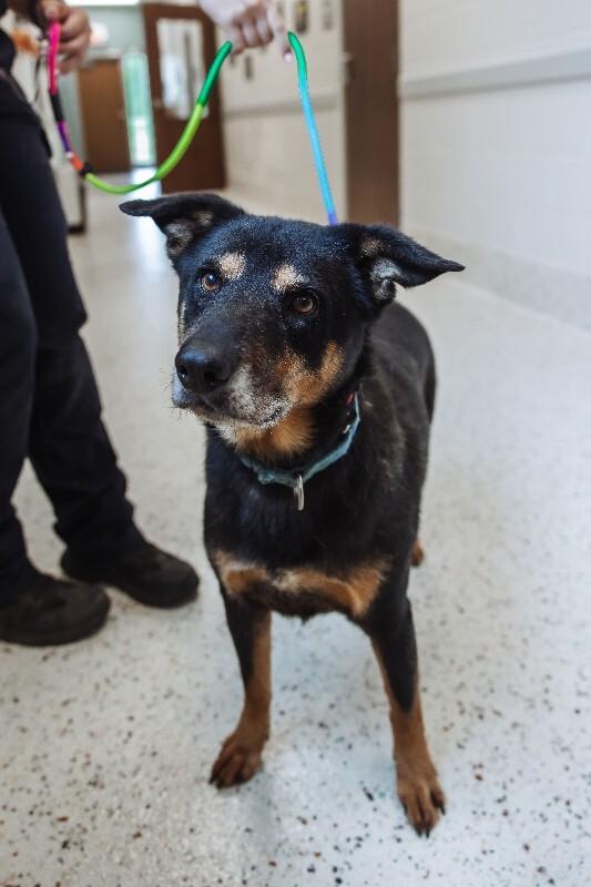 Muscles (sponsored adoption), Adoptable, Adult Male Shepherd.