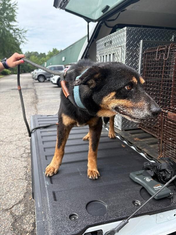 Enlarge Muscles (sponsored adoption), a Adoptable Shepherd in Providence Forge, VA image 1/1