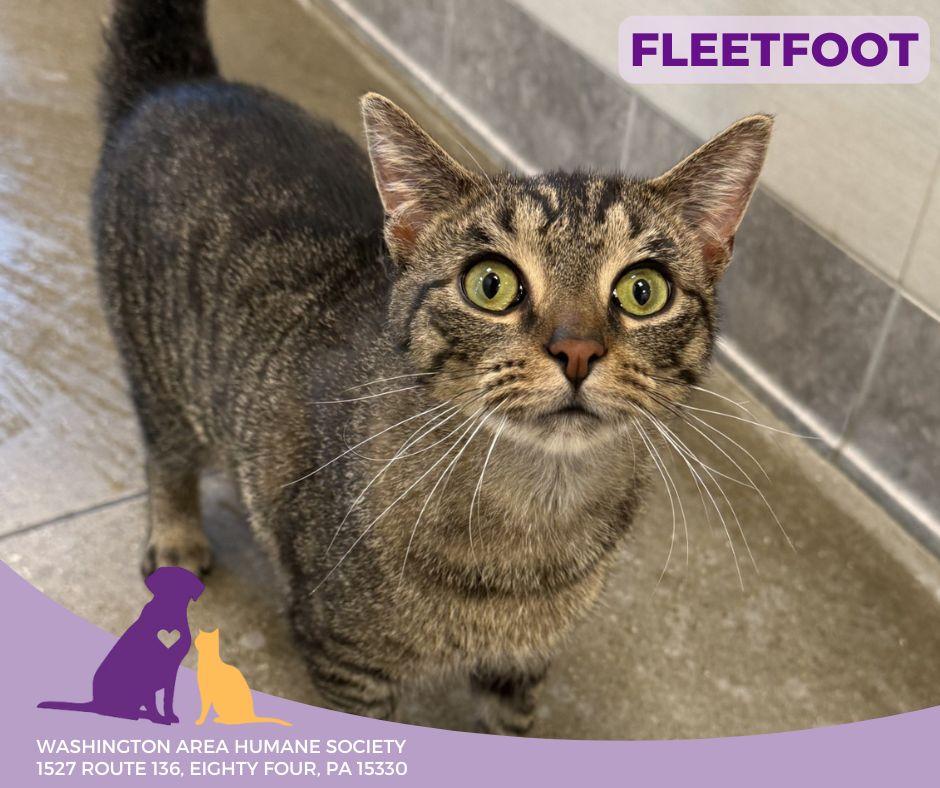 Fleetfoot, Adoptable, Adult Male Domestic Short Hair.