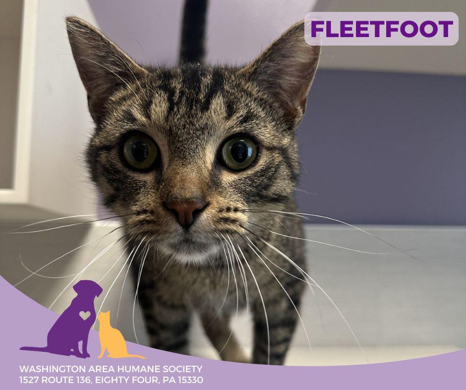 Fleetfoot, a Adoptable mixed breed in Eighty Four, PA image 2/3