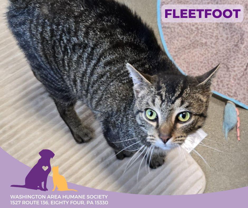 Fleetfoot, a Adoptable mixed breed in Eighty Four, PA image 3/3