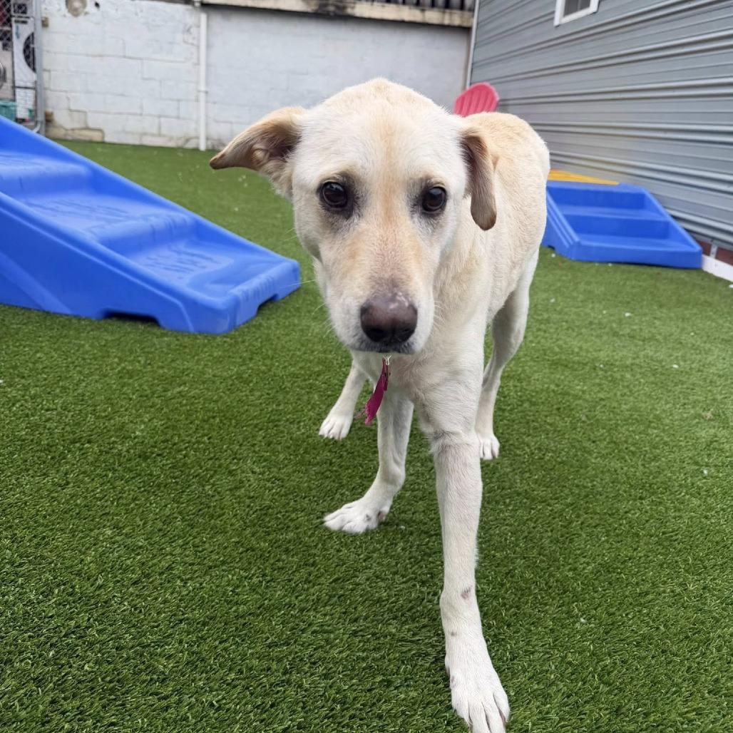 Maile — thumbnail 5