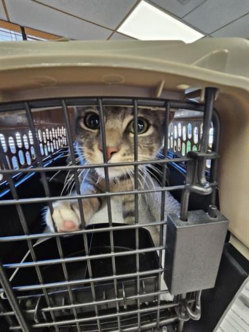 A071164, Adoptable, Adult Male Domestic Short Hair.