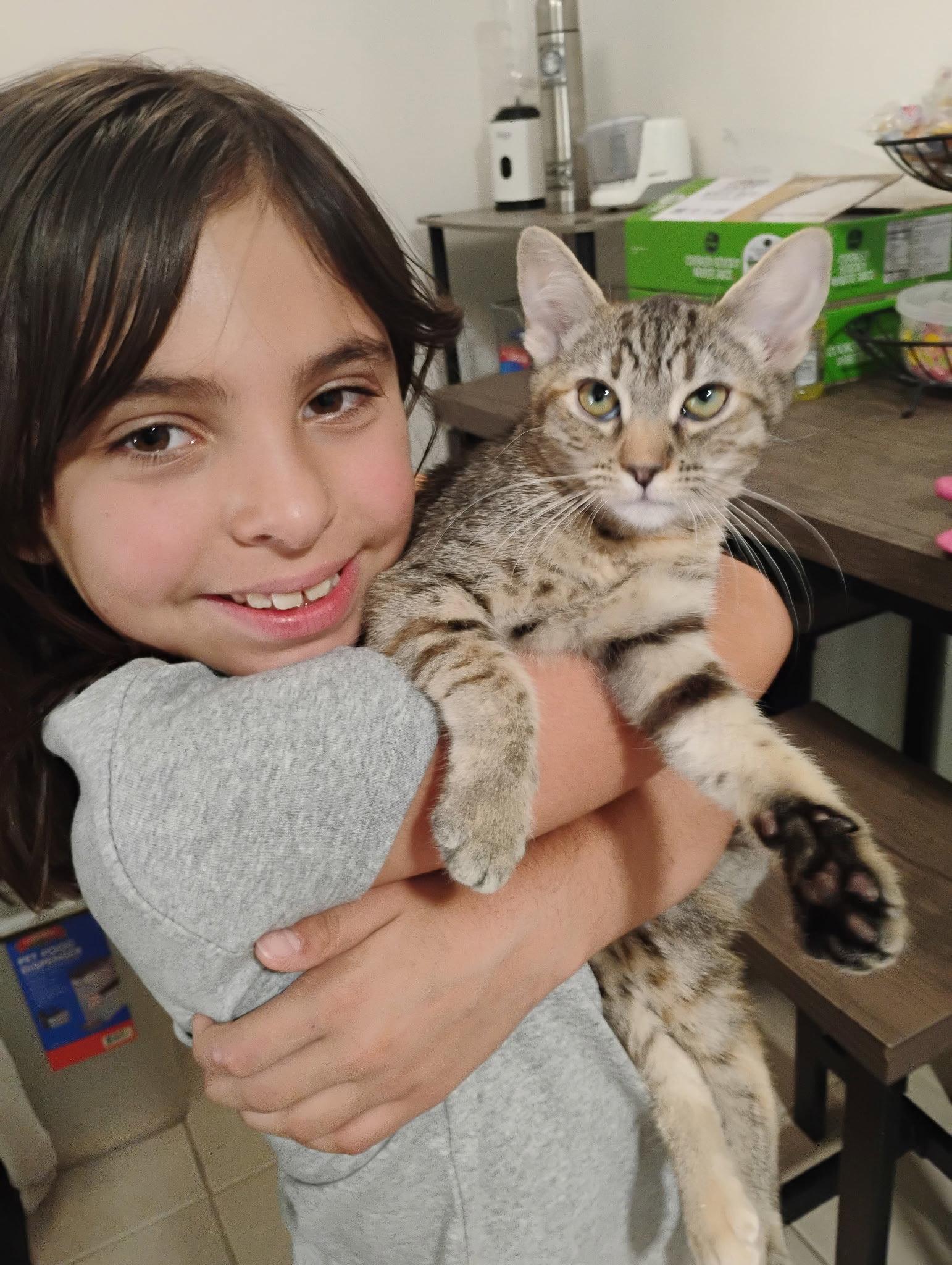 Lily ( Kat), a Adoptable Tabby in Vacaville, CA image 1/3