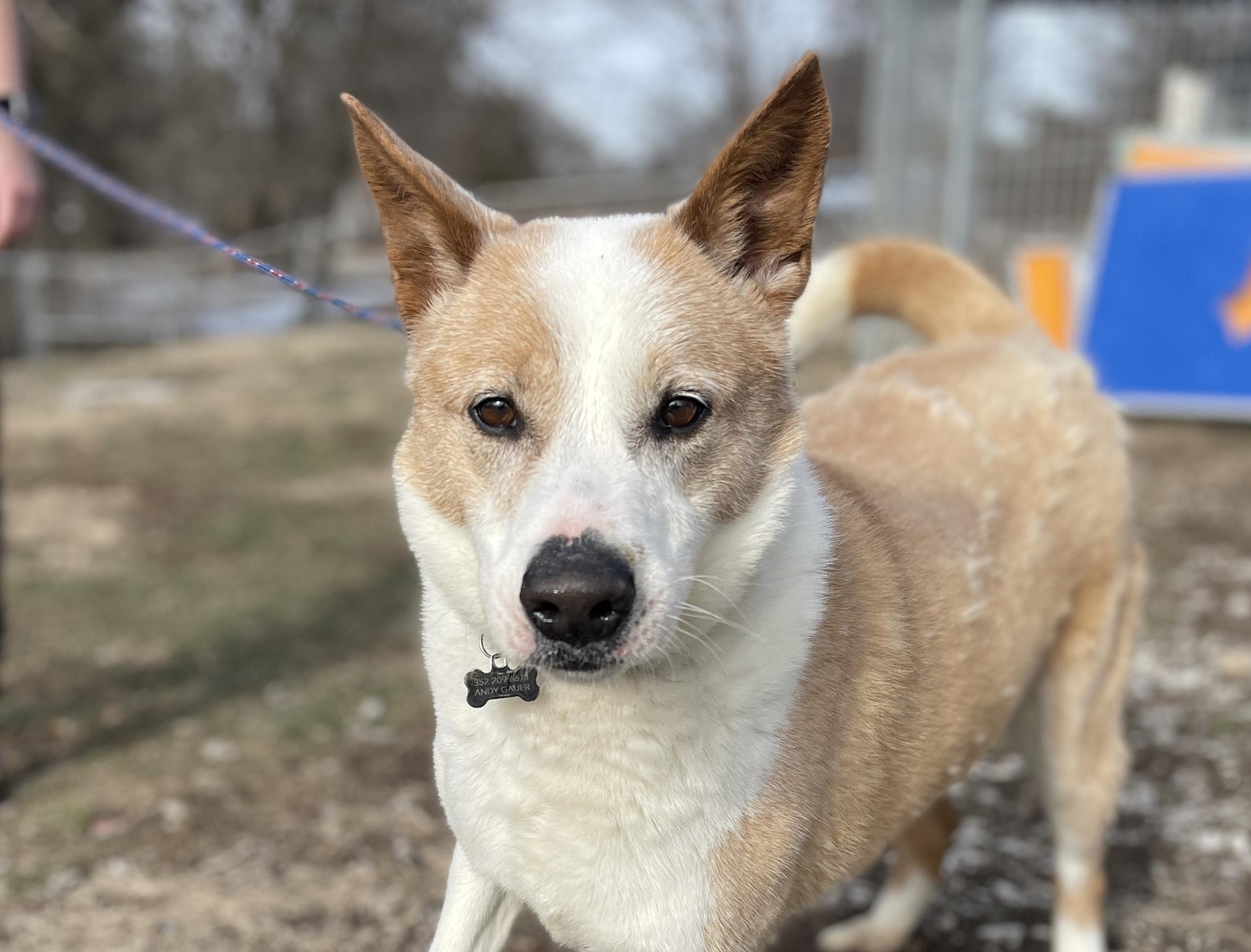 Athena, a Adopted mixed breed in Terre Haute, IN image 1/3