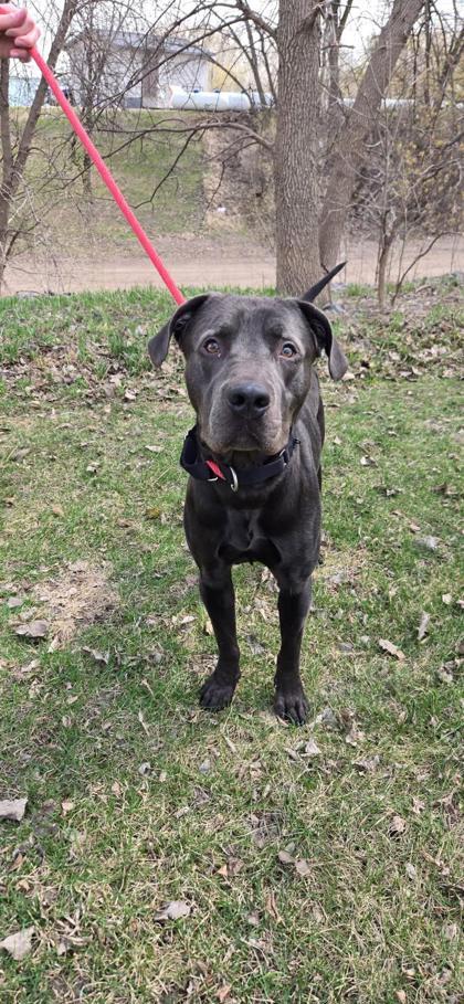 Enlarge Salem, a Adoptable mixed breed in Fergus Falls, MN image 1/3