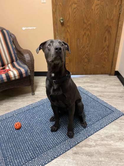 Enlarge Salem, a Adoptable mixed breed in Fergus Falls, MN image 1/3