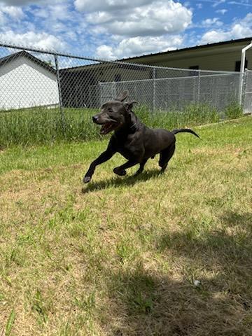 Salem, Adoptable, Adult Male Pit Bull Terrier & Mixed Breed.